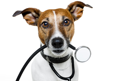 Dr. Dog