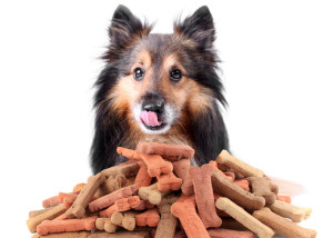 collie-w-treats