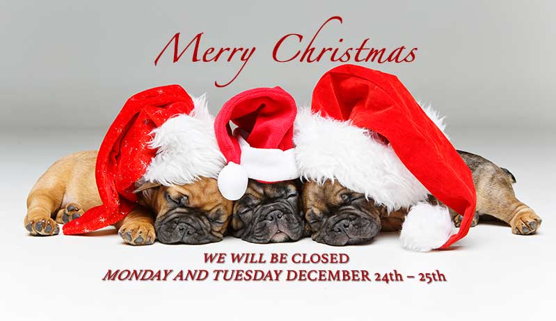 Merry Christmas puppies